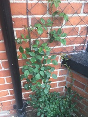 roses: one flowering, one not!