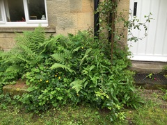 where on earth do I start? and how to get rid of hogweed?