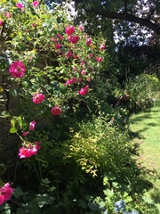 "in the midst of winter, I found there was within me, an invincible summer" Potting shed chat continues here