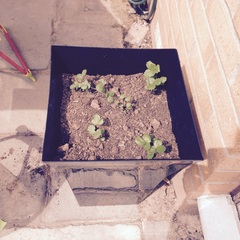 Allotment/Veg Patch Thread 5 - The Diggers Rest !