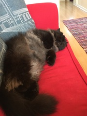 the paw - pictures