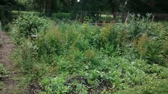Allotment/Veg Patch Thread 6 -  Weed 'em and Reap!