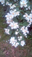 A plant identification one