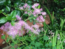 Yet another 'please help me identify this plant' thread!!!