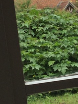 Triffid, Japanese anenome or something else