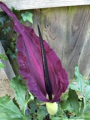 What's this flower?