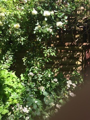 "in the midst of winter, I found there was within me, an invincible summer" Potting shed chat continues here