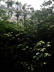 "in the midst of winter, I found there was within me, an invincible summer" Potting shed chat continues here