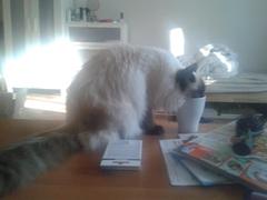 Cat drinking water. My water.