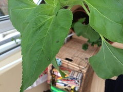 What's wrong with my sunflowers?