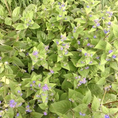 Another Plant ID thread