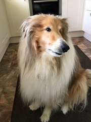 Does your dog attract attention?