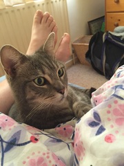 the paw - pictures