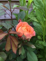 Rose that smells like a Rose