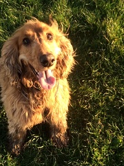 Does your dog attract attention?