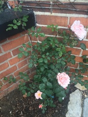 roses: one flowering, one not!