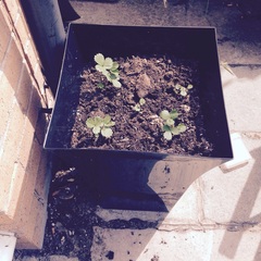 Allotment/Veg Patch Thread 5 - The Diggers Rest !