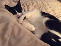 the paw - pictures