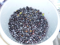 Anyone growing Bilberries?