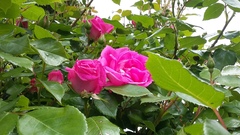 Our Girl and Captain James Addicts XXXV