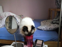 Cat drinking water. My water.