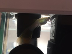 poorly guppy