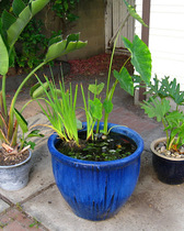 Fun ideas for creating a wildlife friendly garden