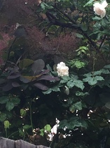 "in the midst of winter, I found there was within me, an invincible summer" Potting shed chat continues here