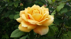 Our Girl and Captain James Addicts XXXV