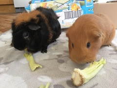 Tell me everything you know about Guinea pigs.