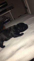 puppy names!!