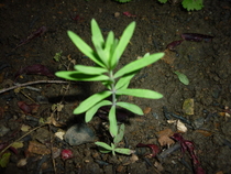 help with plant identification please!