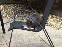 Help please poorly kitten