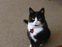 Guess how old my cat is