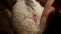 Rats, is this fighting wounds or mites?