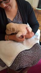 Wanna see a puppy?!