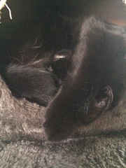 DCat been hit by car.....but seems ok?