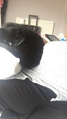 Anyone regretted having a cat?