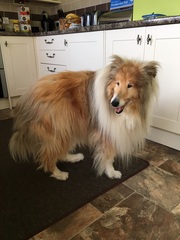 Does your dog attract attention?