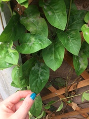 Honeysuckle woes.