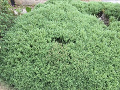 Can you identify this plant?
