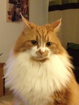 the paw - pictures