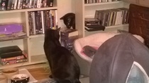 the paw - pictures