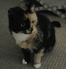the paw - pictures