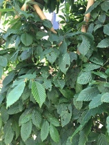Leaves eaten by caterpillars