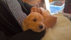 Can't wait for new puppyyyyyy!!!! Anyone else in waiting??
