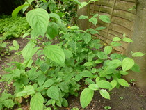 more plants to ID