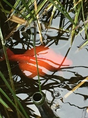 what the heck can I do with this goldfish?