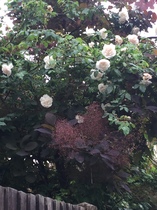 "in the midst of winter, I found there was within me, an invincible summer" Potting shed chat continues here