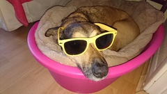 What mix is my mutt?